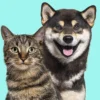 PET CARE