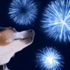 Keeping your pets safe on bonfire night
