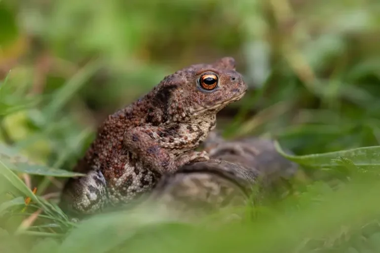 used with permission from Emily Lake Cheshire Wildlife Trust MIX56