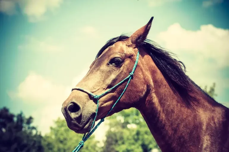 Louise Lindley animal communicator and healer with Phil on MIX56