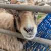 Win a Family Ticket for the Royal Cheshire County Show!